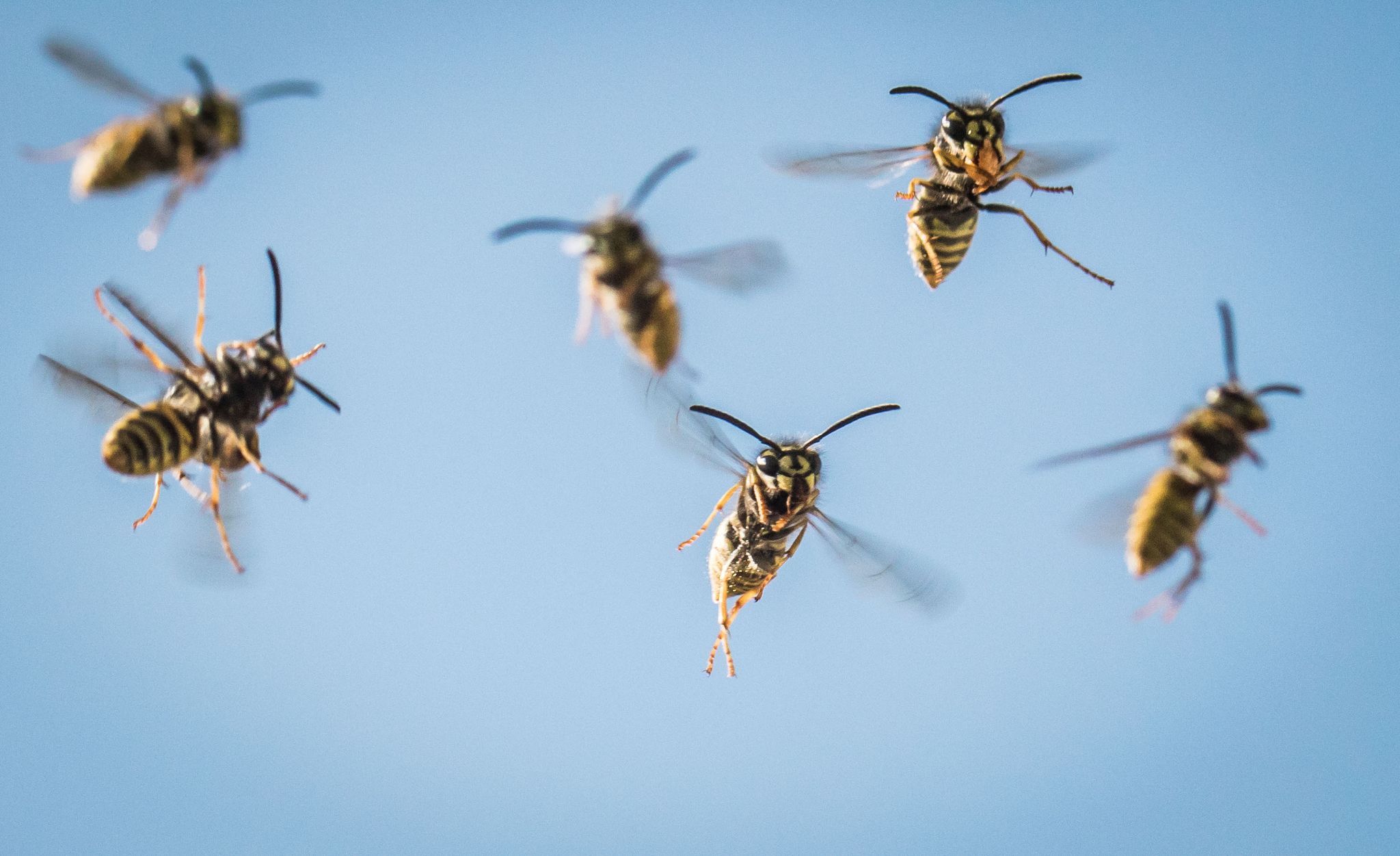 Ab August ist der Aufbau des Wespenvolkes vorbei und die meisten Wespen haben keine Aufgabe mehr. Sie fliegen stattdessen umher und suchen sich Futter.