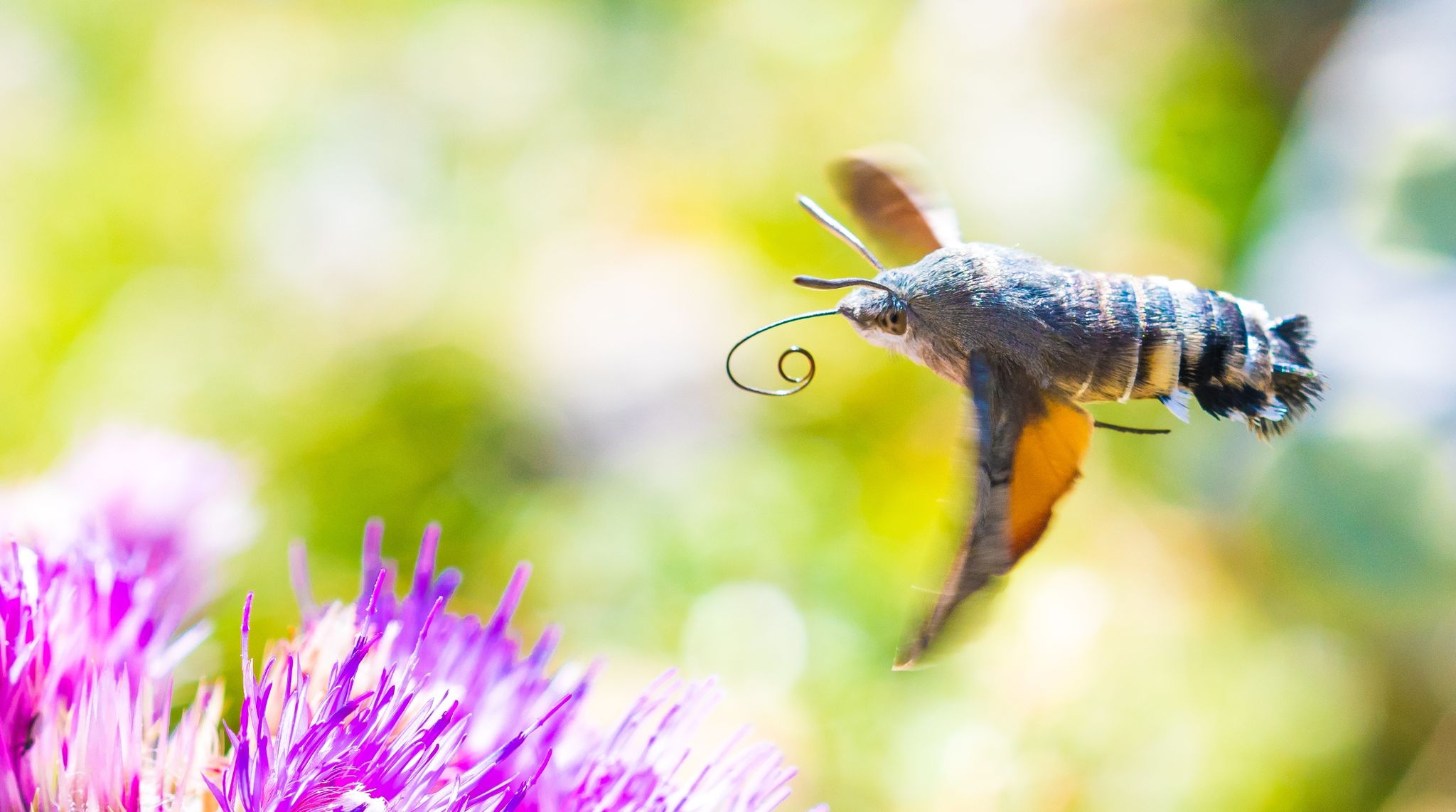 Viele der gen Süden ziehenden Insekten sind bekannte Gartenbewohner - so auch das Taubenschwänzchen.