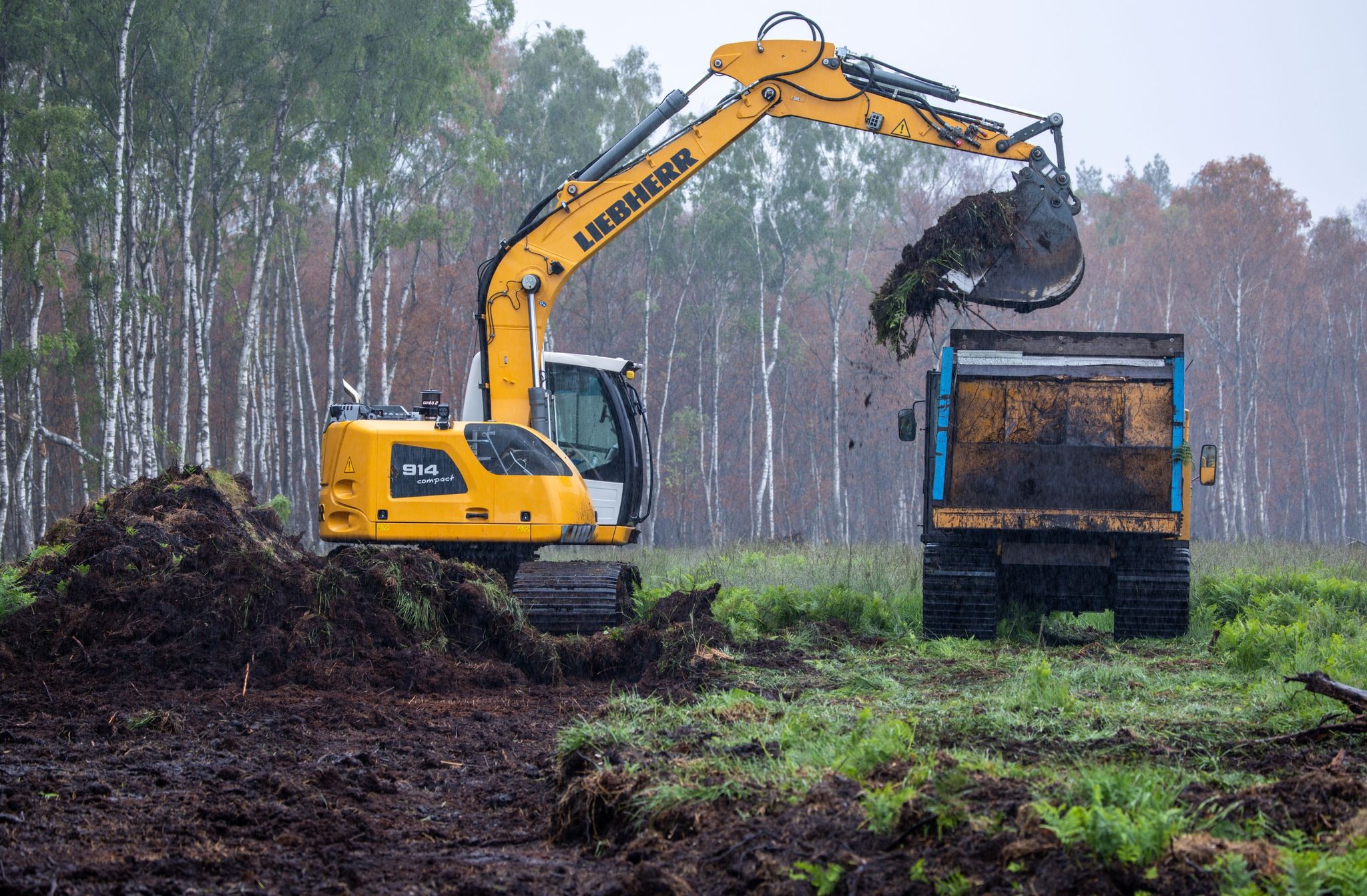 Der Bagger trägt im Göldenitzer Moor die obere Bodenschicht samt Pflanzen ab, um die spätere Ernte des Torfs vorzubereiten.