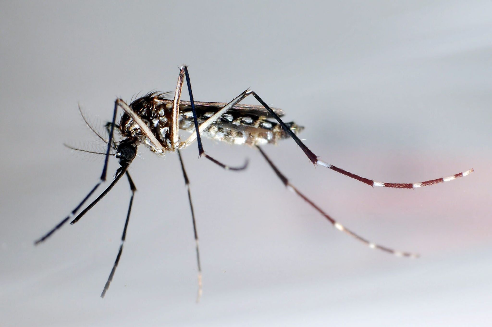 Eine Stechmücke der Art «Aedes aegypti», auch Gelbfiebermücke, Denguemücke oder Ägyptische Tigermücke genannt. Sie überträgt verschiedene Krankheiten, darunter das Dengue-Fieber.