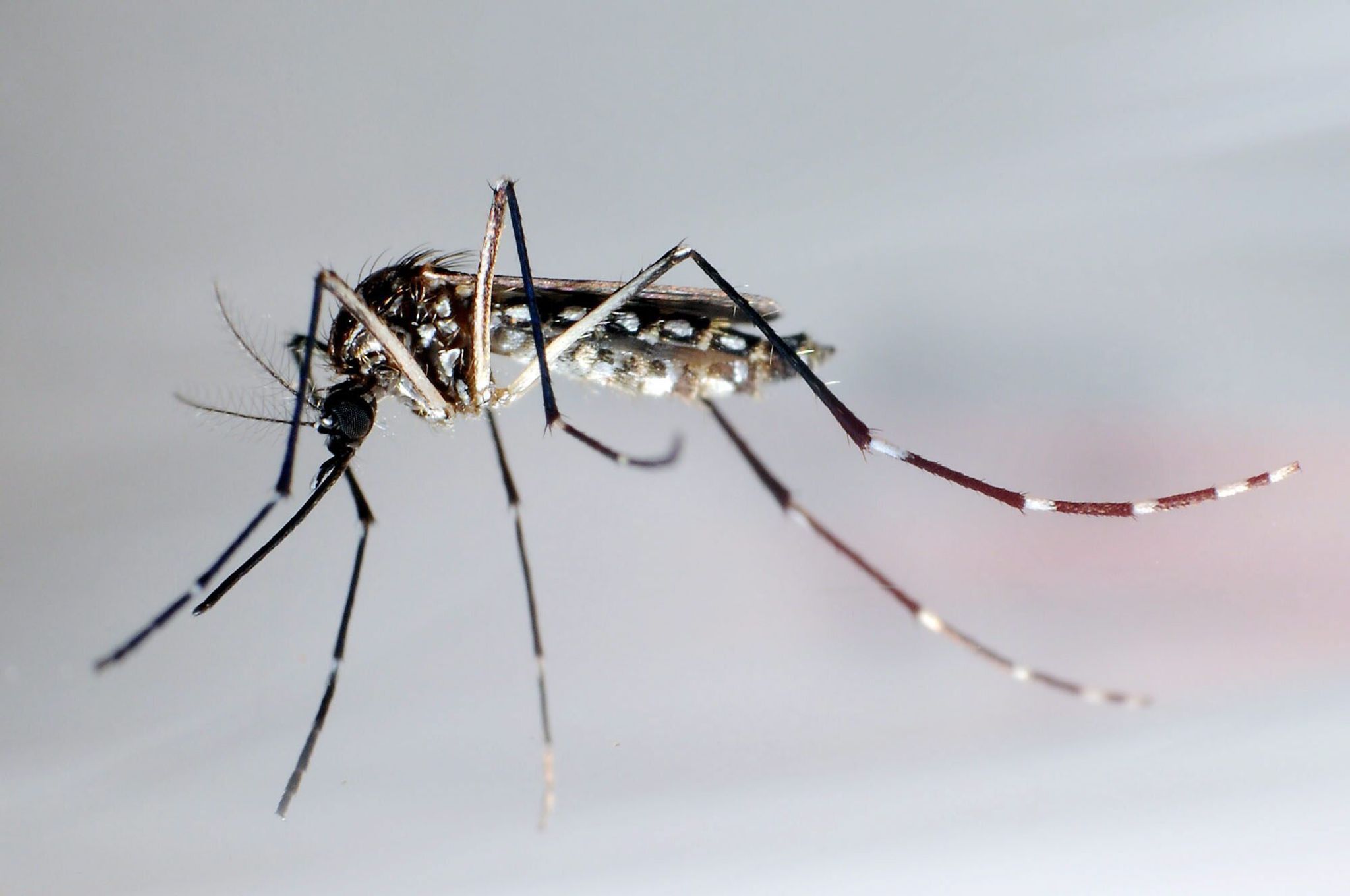 Stechmücke der Art «Aedes aegypti» - auch «Stegomyia aegypti»: Die Gelbfiebermücke, Denguemücke oder Ägyptische Tigermücke überträgt verschiedene Krankheiten, darunter auch das Dengue-Fieber.